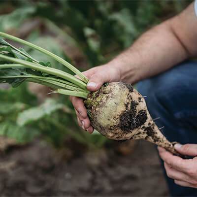 sugar beet