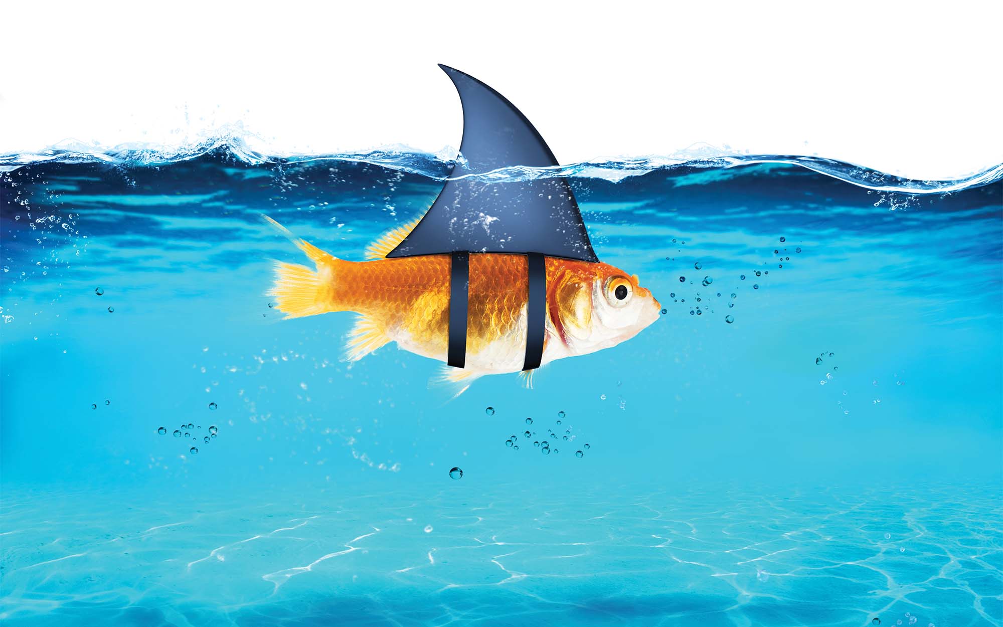 gold fish photo illustration