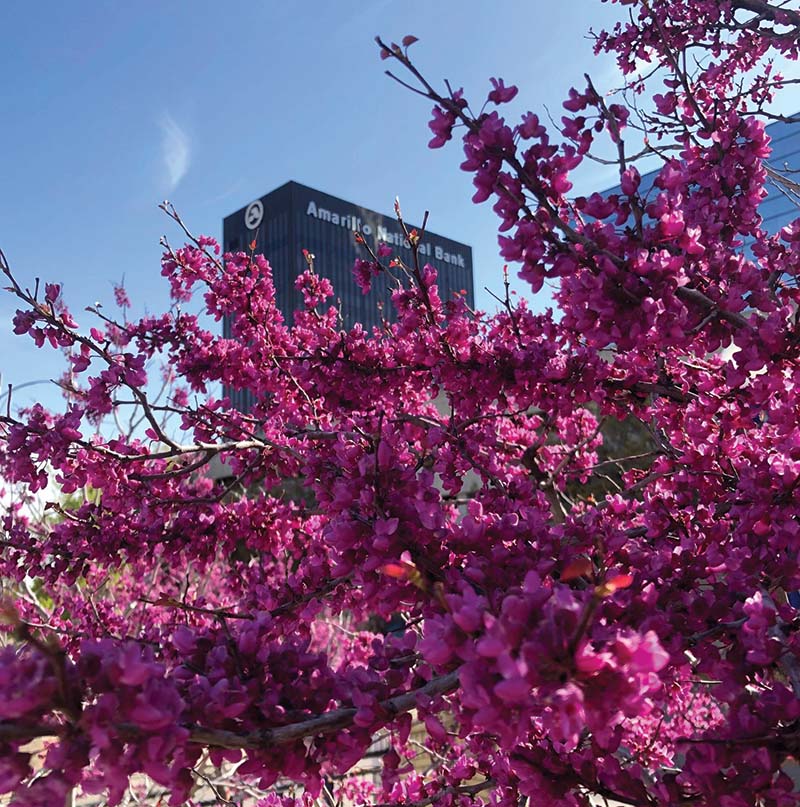 Amarillo National Bank flowering tree