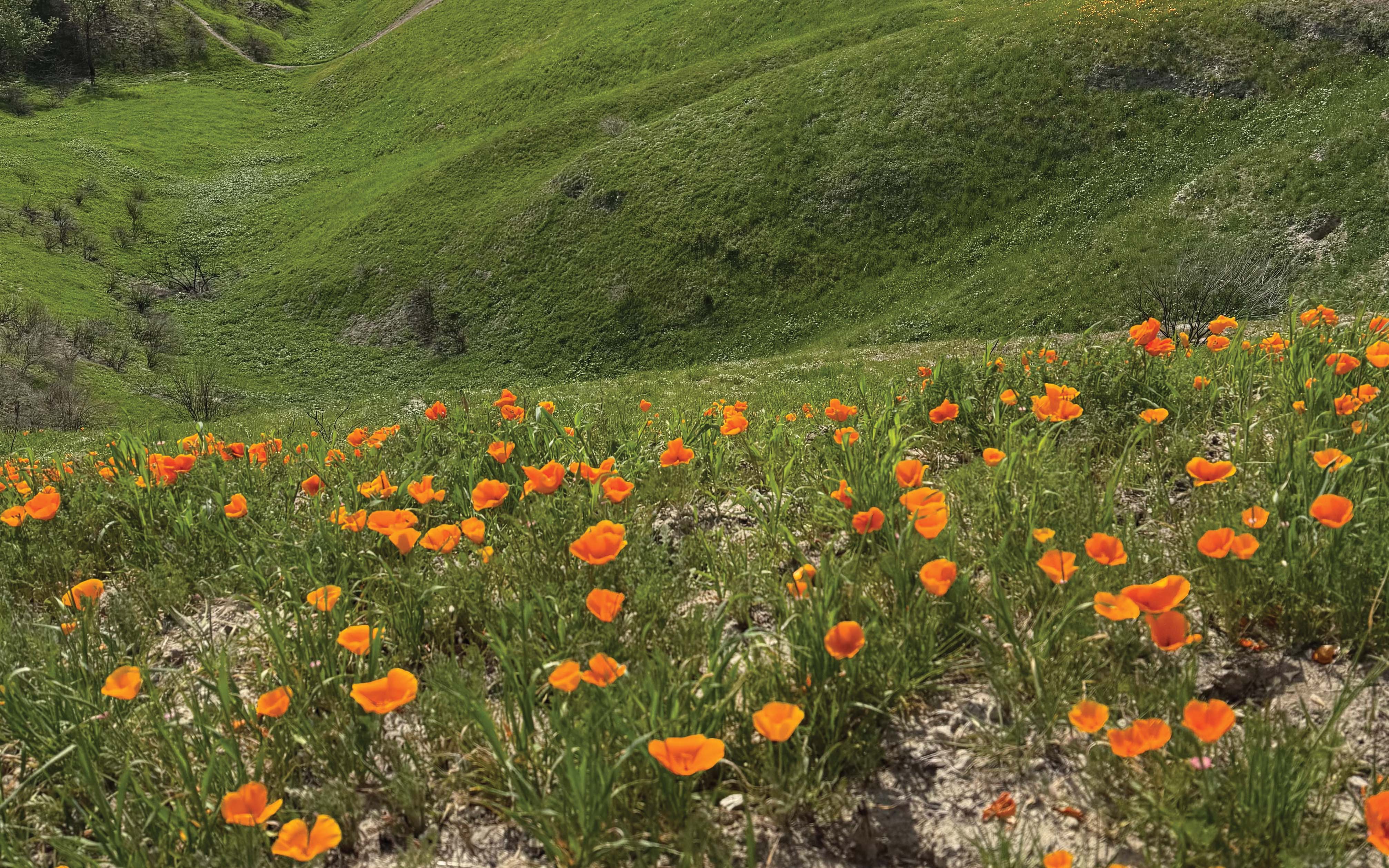 California Poppy