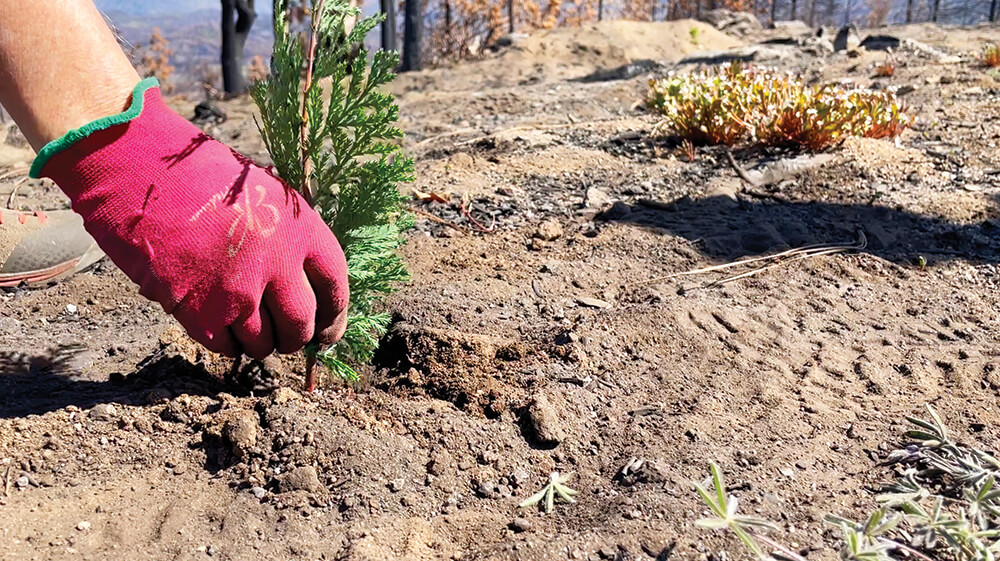 tree seedling