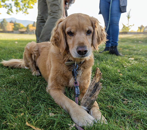 Bank of Montana puppy